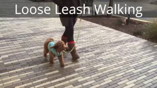 Riley Labradoodle Puppy Obedience, Puppy Academy by Michelle Yue 47 views 7 years ago 3 minutes, 4 seconds