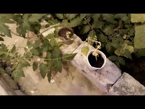 Теплица в подвале своими руками