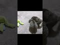 お姉ちゃん猫にめっちゃ甘える #shorrts #子ネコ