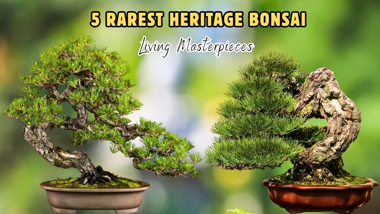 5 редчайших бонсай на Земле | Живые шедевры и культурные сокровища