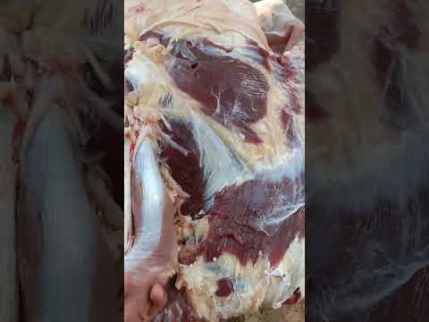 اغلى قطعه لحمه فخذه العجل