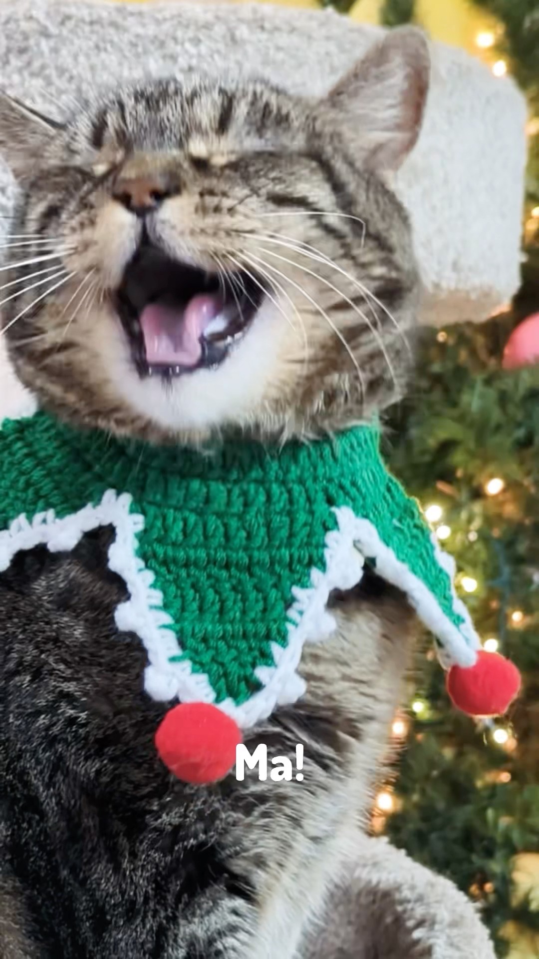 Penny found an elf! #talkingcat #elf