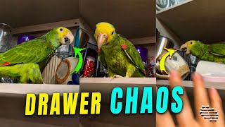 Bird Causes Chaos When She Encounters an Open Drawer