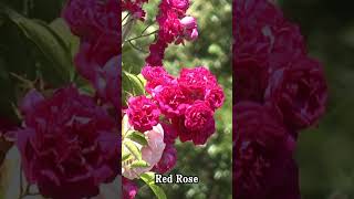 #shorts Beautiful Red Rose Swaying in the Breeze - Calming Ambient Music