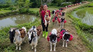 Saving My Dogs & Goats: Harvesting Giant Ferns in the Deep Forest