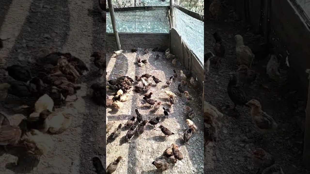 Assam Agro project Abhayapuri Farm Local murgir farm