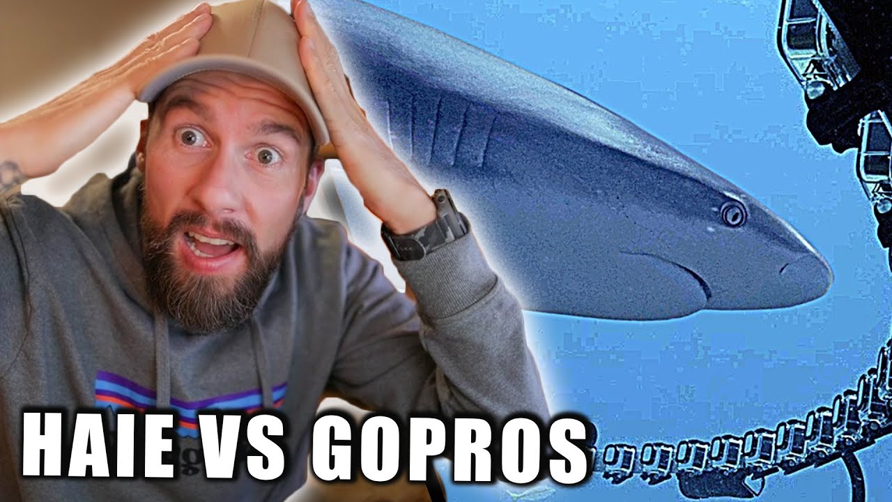 Hai-Experte reagiert auf Wieso greifen Haie GoPros an? | Robert Marc Lehmann
