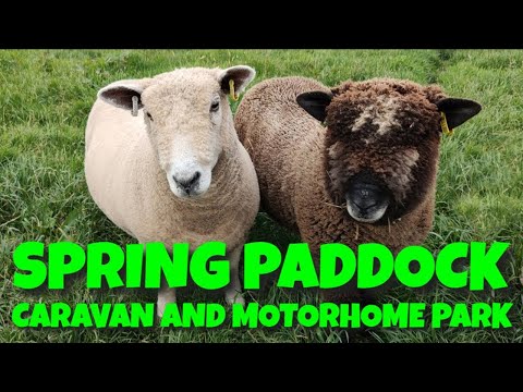 SPRING PADDOCK Caravan and Motorhome Park | Oh the SHEEP! #vanlife