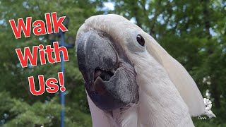 Onni Cockatoo's First Spring Adventure at RiverPark, Chattanooga TN