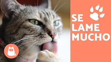 ¿Es seguro comer algo que ha lamido mi gato?