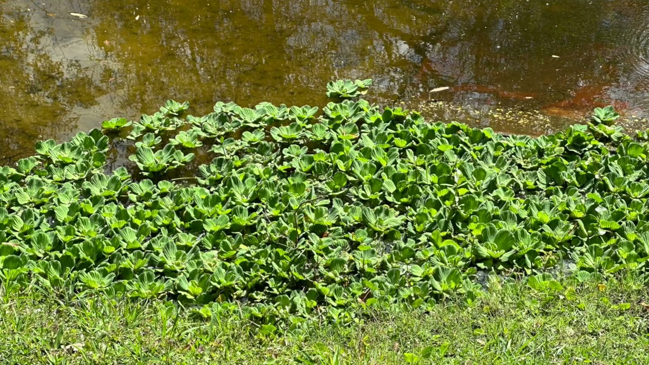 There are approximately 3500 species of mosquito fish in the world, 80  which are found in Florida.