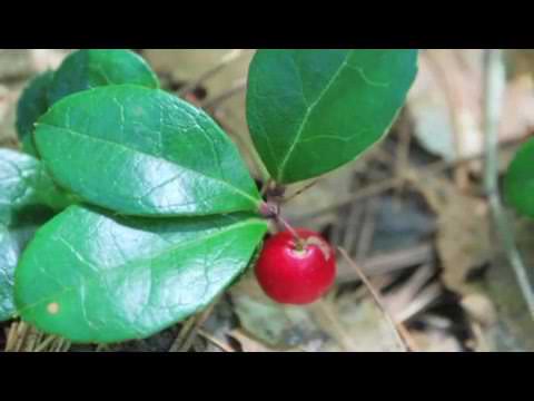 How to Grow Wintergreen (Gaultheria Procumbens)
