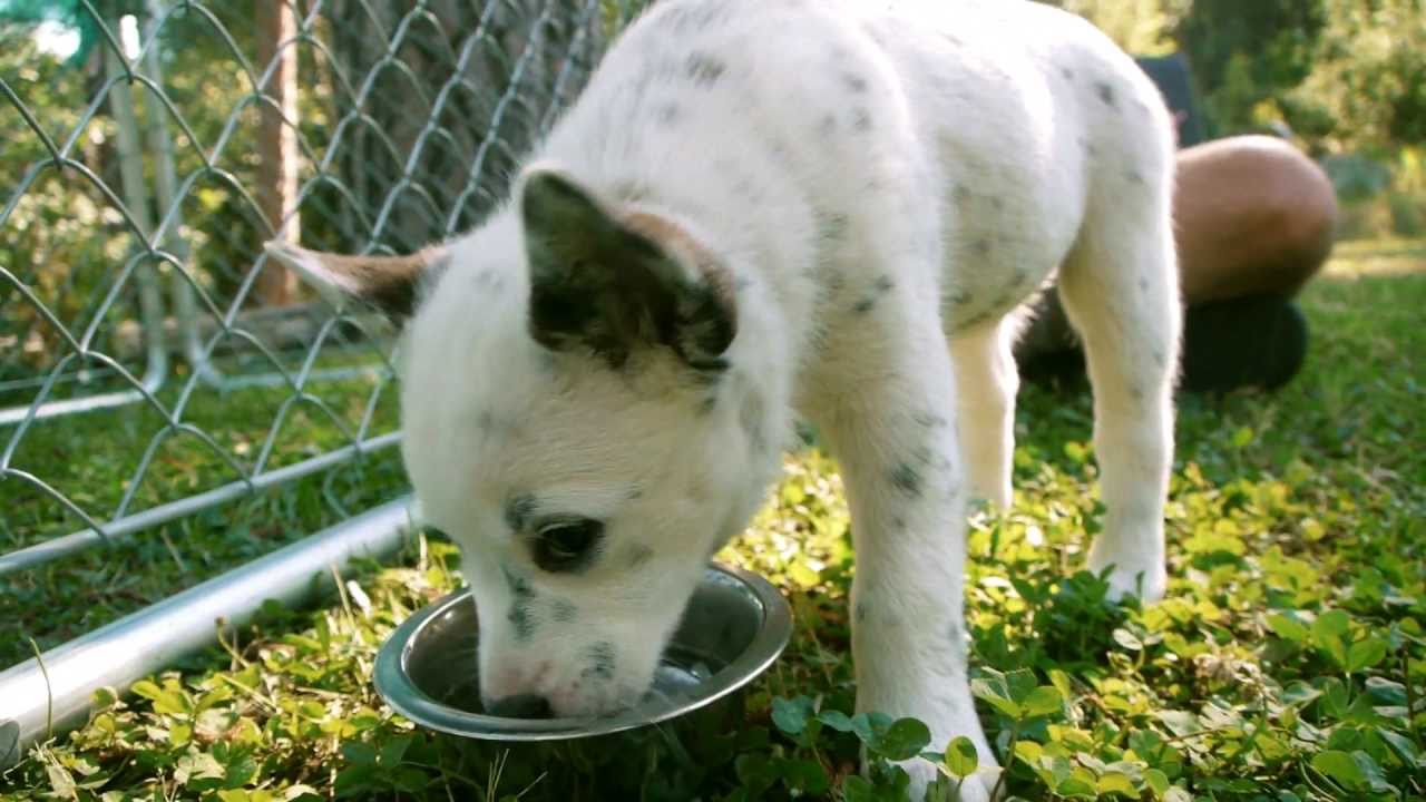 albino blue heeler