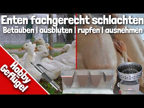 Video: Wie Man Eine Ente Schlachtet