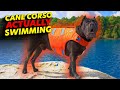 Cane Corso ACTUALLY Swimming FINALLY!