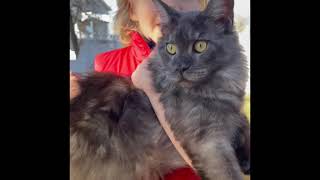 Pregnant Oxana my beautiful MC by Maine Coons and Vlad  690 views 2 years ago 51 seconds
