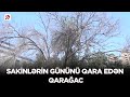 Sakinlərin gününü qara edən Qarağac