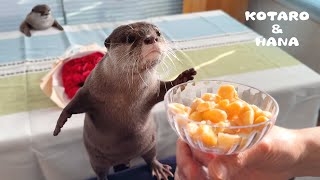 Otters Eating Precious Pearl Oysters Like Sweets