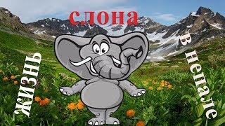Слоны как домашние животные: приставить хоботных к делу - непальский опыт/nepalese elephants. Слоны как домашние животные: приставить хоботных к делу - непальский опыт/nepalese elephants.