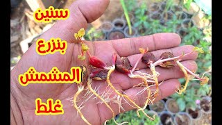 زرعت بذور المشمش في الشتا و النتيجة  مذهلة  جدااا How to sow apricots in the winter