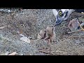 Second Chick Hatched! Female Feeds Two Osprey Chicks At Savannah Nest – April 16, 2021