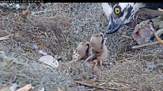 Second Chick Hatched! Female Feeds Two Osprey Chicks At Savannah Nest – April 16, 2021