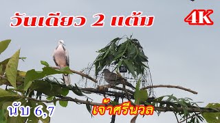 วันเดียว 2 แต้ม เจ้าศรีนวล Ep.119