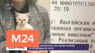 Девушка заплатила 340 тысяч рублей за бездомного котенка - Москва 24 Девушка заплатила 340 тысяч рублей за бездомного котенка - Москва 24