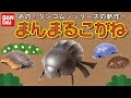 だんごむしシリーズ第4弾は2000%サイズのコガネムシ!「だんごむしとまんまるこがね」を紹介!【DJマロンとMCズイミー】
