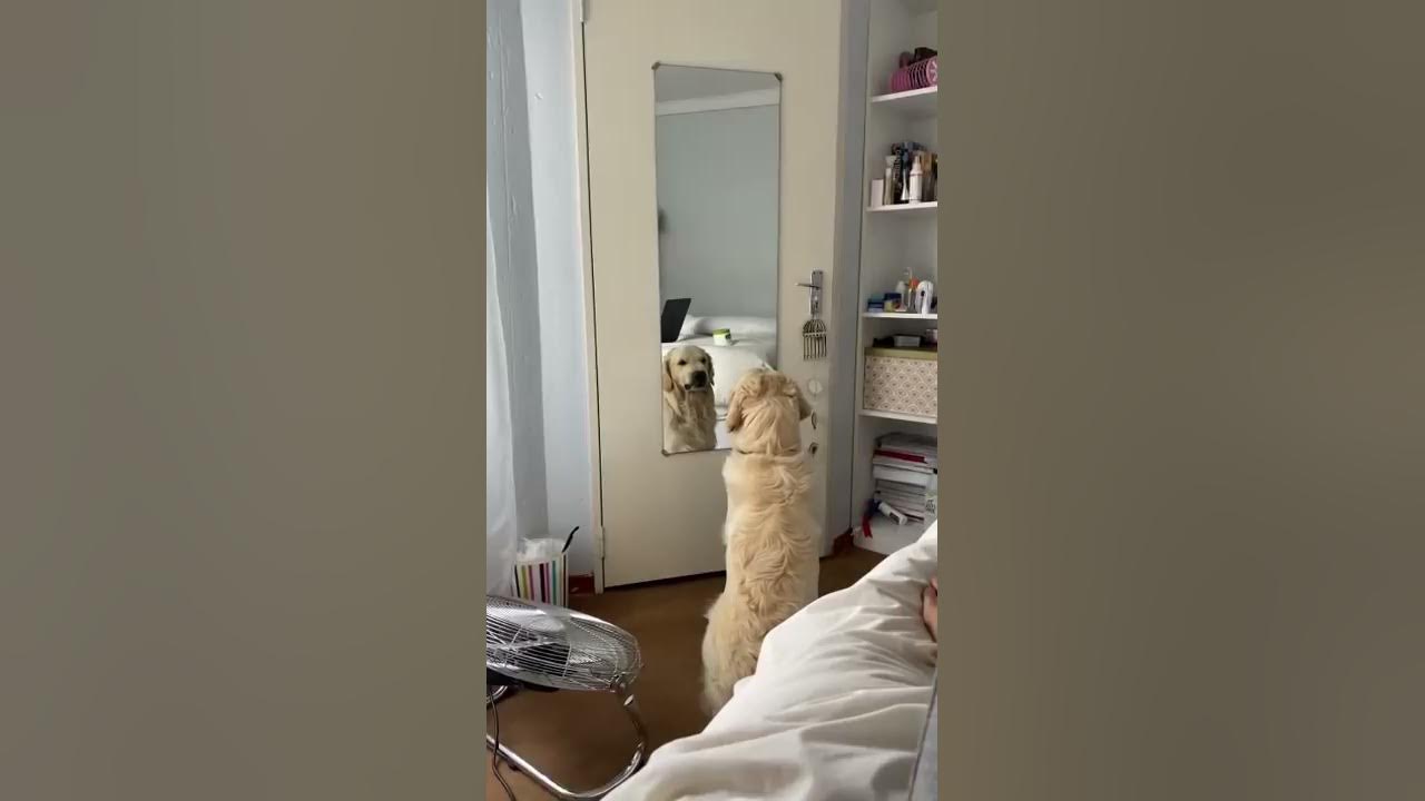Golden Retriever Practices His Mean Face ViralHog YouTube