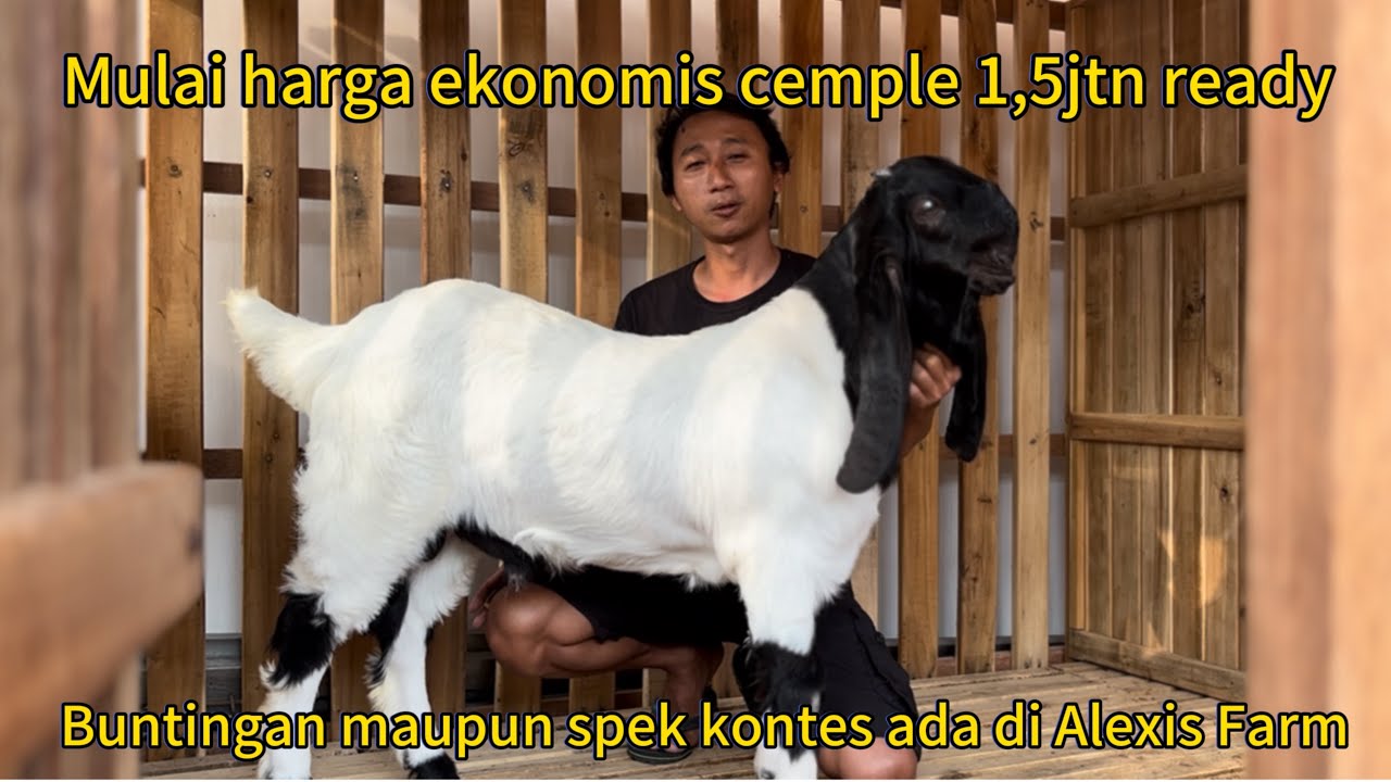 Ready cemple etawa ekonomis 1,5jt n di Alexis farm