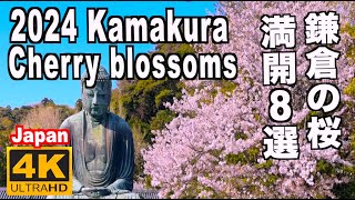 2024 鎌倉の桜 ８選 SakuraTop 7 cherry blossoms Kamakura 鎌倉観光 旅行 桜の名所 Sakura 鎌倉の大仏 桜の名所 鶴岡八幡 長谷寺 江ノ電 建長寺