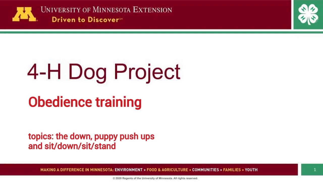 Dog obedience training 5 down, puppy push ups, sit/down/sit/stay YouTube