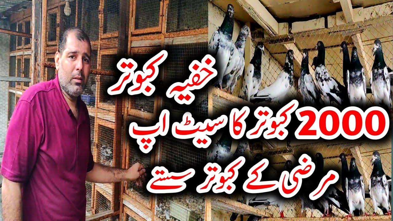 2000 Kabootar Ka Setup // Feroz Puri Kabootar // 41 Number Teddy Kabootar // High Flyer Pigeons