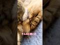 眠すぎるネコ　#shorts #cat #ねこ