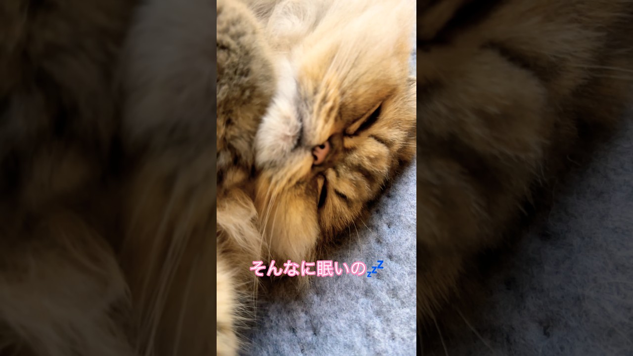 眠すぎるネコ　#shorts #cat #ねこ