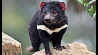 TASMANIAN DEvIL---Amazing&Rare4Angel YULIYA :)