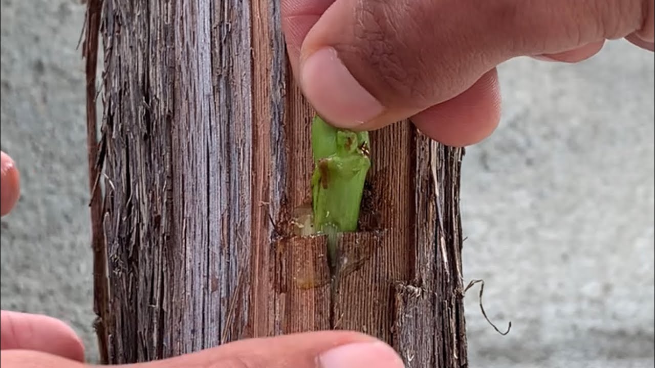 موتربەی مێو بە شێوەی حەرف T لەمانگی پێنج و شەش ، تطعيم العنب باشكل حرف T ، grafting grape #grape