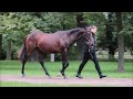 BBAG Sales & Racing Festival 2024 - Lot 312 Prairie Lion