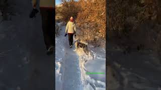 Clark, our blue-eyed border collie, loves our snow hikes!