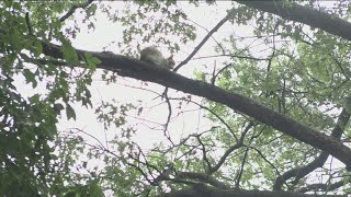 Cat stuck in Defiance tree, but getting it out is legally questionable
