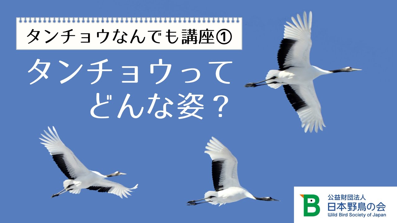 【#日本野鳥の会】タンチョウなんでも講座①「タンチョウってどんな姿？」