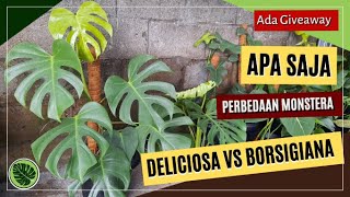 Perbedaan Monstera Deliciosa dan Borsigiana | Ada GIVEAWAY | Eps. 2
