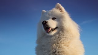 Meet the Friendly Samoyed: Understanding their Reactions to Strangers by Samoyed USA 198 views 2 weeks ago 4 minutes, 6 seconds