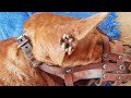 Get rid ticks from puppy by using tweezers - A thousand tick on puppy’s ear Part01