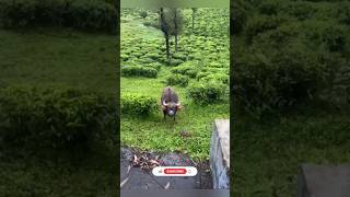 Live Video Escape From Bull