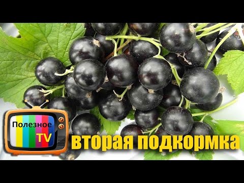 Подкормка смородины во время цветения и плодоношения