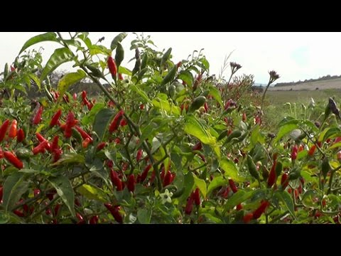 Vídeo: Cultivo De Pimenta Em Campo Aberto
