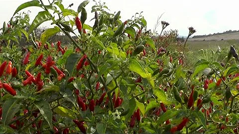 Como iniciar plantação de pimenta?