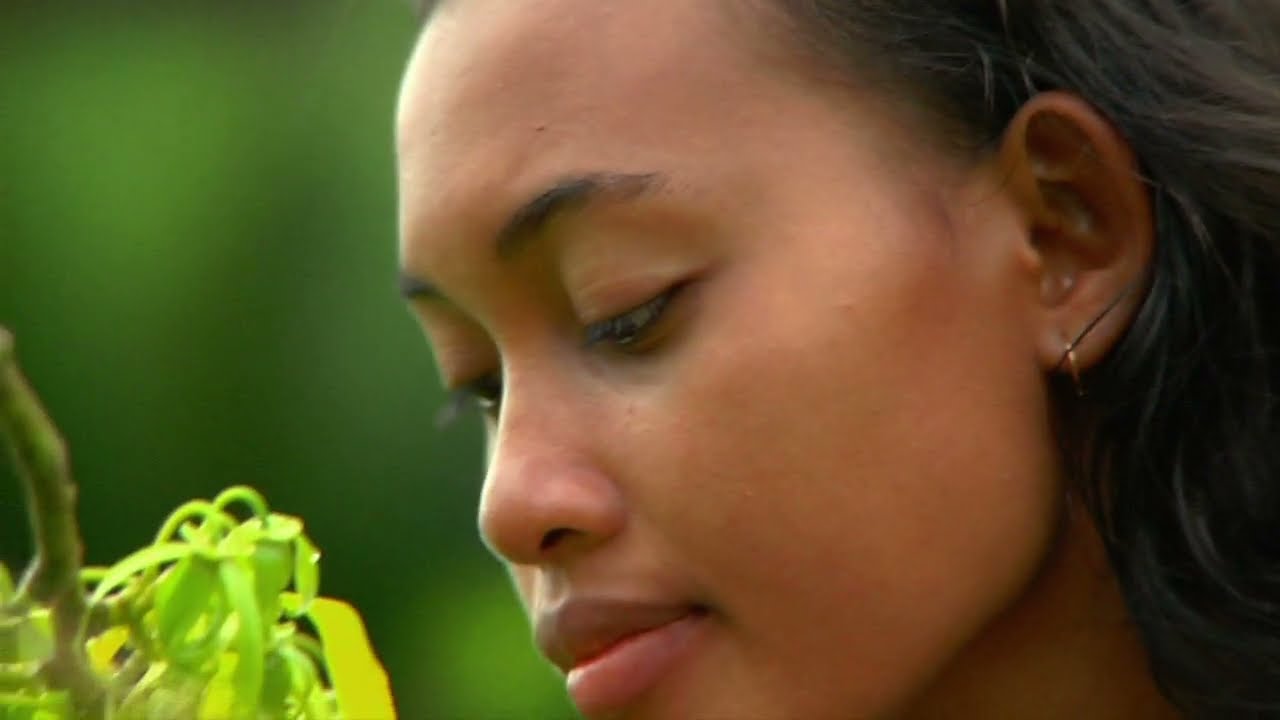 Seed Story – Ylang – Robertet